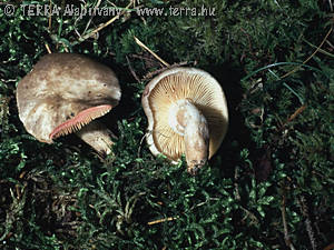 Lactarius acris (Bolt.:Fr.) S F Gray