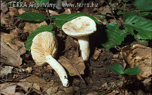 Lactarius azonites Bull.:Fr.