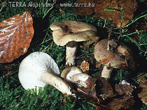 Lactarius blennius Fr.