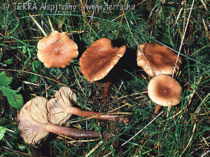 Lactarius camphoratus (Bull.) Fr.