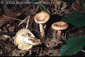 Lactarius chrysorrheus Fr.