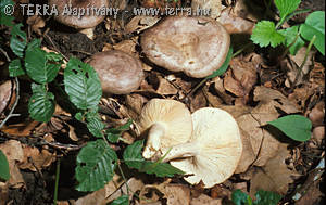 Lactarius circellatus (Fr.) Fr.