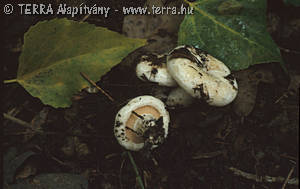 Lactarius controversus (Pers.:Fr.) Fr.