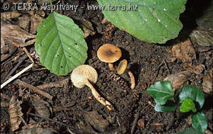 Lactarius cyathuliformis Bon