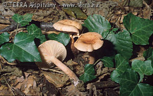 Lactarius decipiens Qul.