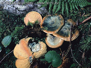 Lactarius deterrimus Grger