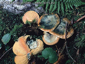 Lactarius deterrimus Grger