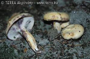 Lactarius flavidus (Boud.) Neuh.