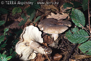 Lactarius fluens Boud.