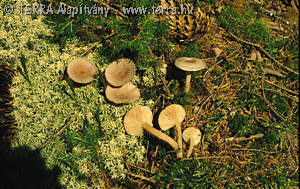 Lactarius glyciosmus Fr.