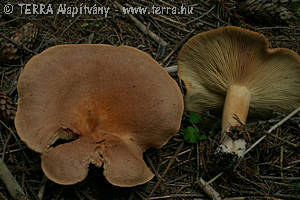 Lactarius helvus Fr.