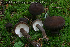 Lactarius lignyotus Fr.