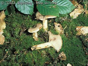 Lactarius luridus (Pers.:Fr.) Gray