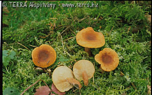 Lactarius mitissimus Fr.