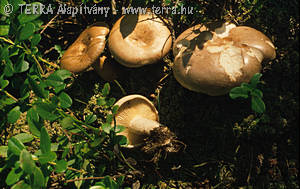 Lactarius musteus Fr.