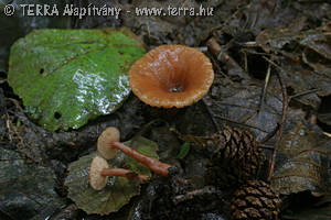 Lactarius omphaliformis Romagn.