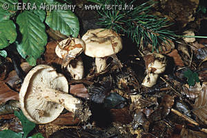 Lactarius pallidus (Pers.:Fr.) Fr.