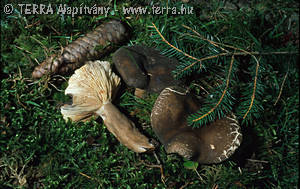 Lactarius picinus Fr.