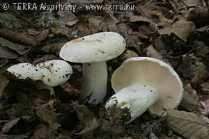 Lactarius piperatus (L.:Fr.) Gray ss Mos.1983