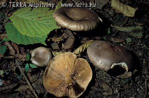 Lactarius pyrogalus (Bull.:Fr.) Fr.