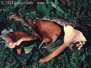 Lactarius rufus (Scop.:Fr.) Fr.