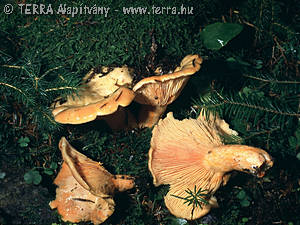 Lactarius salmonicolor Heim & Lecl.