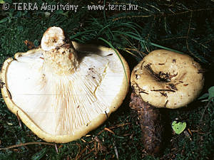 Lactarius scrobiculatus (Scop.:Fr.) Fr.