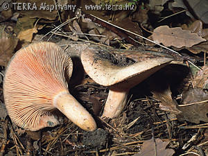 Lactarius semisanguifluus Heim & Lecl.