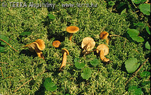 Lactarius sphagneti (Fr.) Heuh.