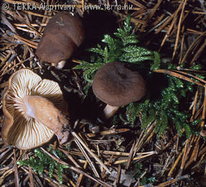 Lactarius subumbonatus Lindgr.