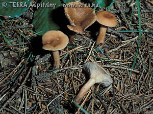 Lactarius theiogalus (Bull.:Fr.)Gray