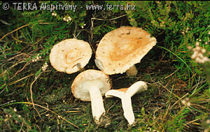 Lactarius torminosus (Schaeff.:Fr.) Gray