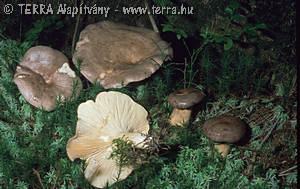 Lactarius trivialis Fr.