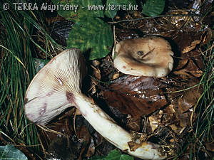 Lactarius uvidus (Fr.:Fr.) Fr.