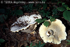 Lactarius vellereus (Fr.) Fr.