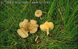 Lactarius vietus (Fr.) Fr.