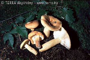 Lactarius volemus Fr.