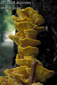 Laetiporus sulphureus (Bull.:Fr.)Murr.