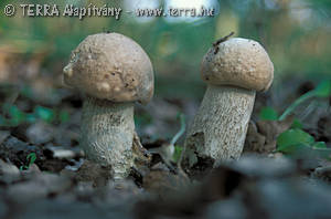 Leccinum duriusculum (Kbr.& Schul.in Fr.)Sing.