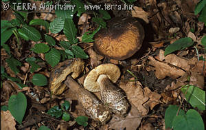 Leccinum griseum (Qul.)Singer