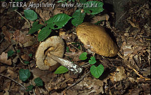 Leccinum nigrescens (Richon & Roze)Sing.