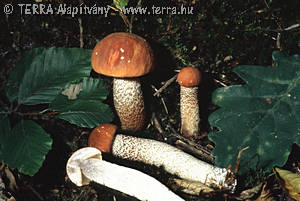 Leccinum quercinum (Pil.)Pil.