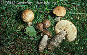 Leccinum scabrum (Bull.:Fr.)Gray