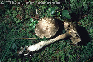 Leccinum variicolor Watling