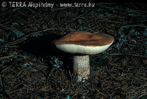 Leccinum vulpinum Watl.