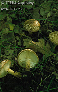 Lepiota aspera (Pers.:Fr.)Qul.