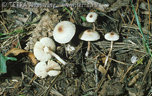 Lepiota cristata (Bolt.:Fr.)Kummer