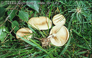 Lepista flaccida f. gilva (Pers.:Fr.)Krglst.