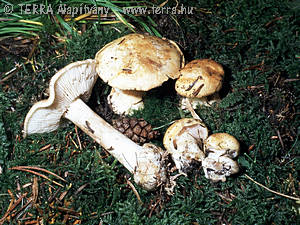 Leucocortinarius bulbiger (Alb.& Schw.:Fr.)Singer