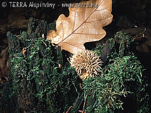 Lycoperdon echinatum Pers.:Pers.